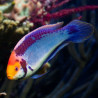 Cirrhilabrus solorensis mâle 5-7 cm